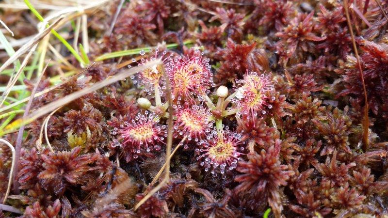Sundews are closely related to the Venus flytrap and belong to the same family. Every bit as showy, Wisconsin's sundews are glistening jeweled rosettes.