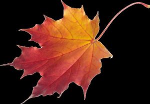 autumn_leaves_png3601
